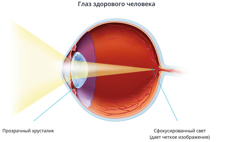 Глаз здорового человека